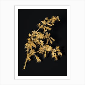 Vintage Caragana Sinica Botanical in Gold on Black n.0369 Art Print