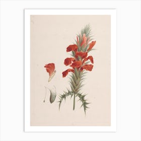 Acanthus Sennii Chiov, Luigi Balugani Art Print