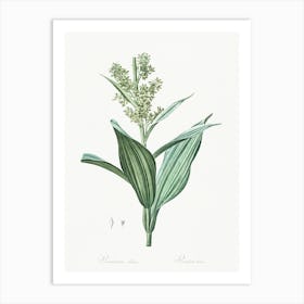 False Helleborine Illustration From Les Liliacées (1805), Pierre Joseph Redoute Art Print