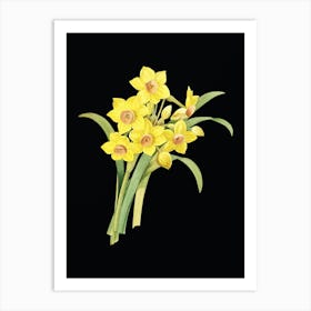 Vintage Chinese Sacred Lily Botanical Illustration on Solid Black n.0807 Art Print