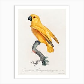 Senegal Parrot From Natural History Of Parrots, Francois Levaillant 2 Art Print