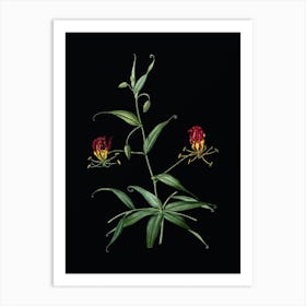 Vintage Flame Lily Botanical Illustration on Solid Black n.0204 Art Print