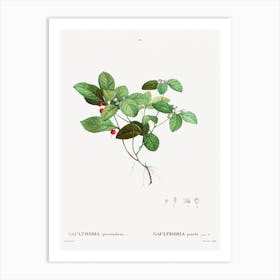 American Wintergreen, Pierre Joseph Redoute Art Print