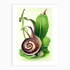 Nerite Snail  Botanical Art Print