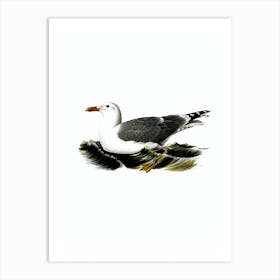Vintage European Herring Gull Bird Illustration on Pure White Art Print
