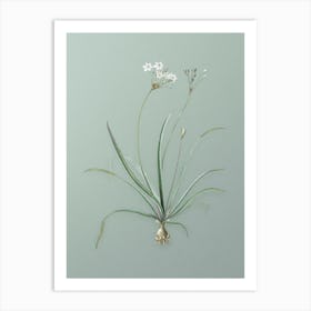 Vintage Allium Fragrans Botanical Art on Mint Green n.0010 Art Print