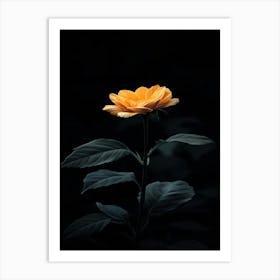 Single Yellow Rose In The Dark Poster