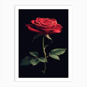 Red Rose On Black Background 24 Art Print