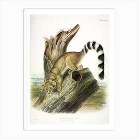 Ring Tailed Bassaris, John James Audubon Art Print