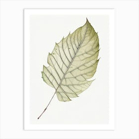 Ash Leaf Illustration Art Print