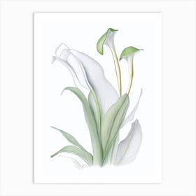 Zantedeschia Floral Quentin Blake Inspired Illustration 5 Flower Art Print