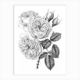 Rose With Dewdrops Line Drawing 4 Art Print