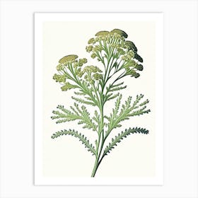 Yarrow Wildflower Vintage Botanical 2 Art Print