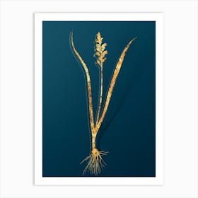 Vintage Lachenalia Pallida Botanical in Gold on Teal Blue n.0315 Art Print