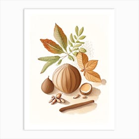 Nutmeg Spices And Herbs Pencil Illustration 2 Art Print