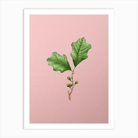 Vintage Bear Oak Leaves Botanical on Soft Pink n.0312 Art Print