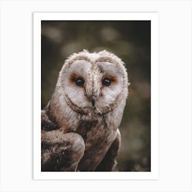 Rustic Barn Owl Art Print