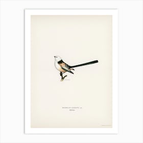 Aegithalus Caudatus, The Von Wright Brothers Art Print