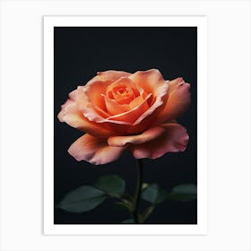 Peach Rose 7 Art Print