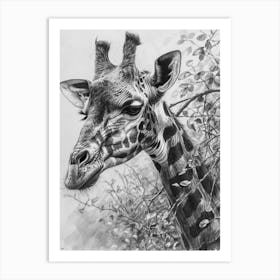 Giraffe With Head In The Branches Pencil Drawing 4 Art Print