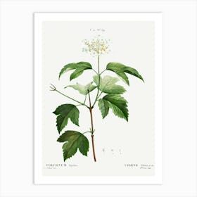 Guelder Rose, Pierre Joseph Redoute Art Print