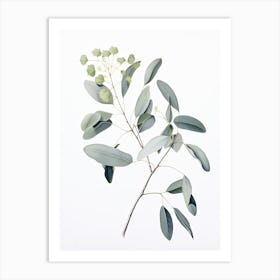 Eucalyptus Vintage Botanical Herbs 1 Art Print