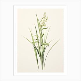 Lemongrass Vintage Botanical Herbs 0 Art Print