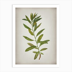 Vintage Rhodora Botanical on Parchment n.0461 Art Print