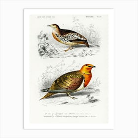 Different Types Of Birds, Charles Dessalines D'Orbigny 8 Art Print