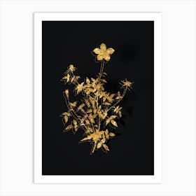 Vintage Single Dwarf Chinese Rose Botanical in Gold on Black Art Print