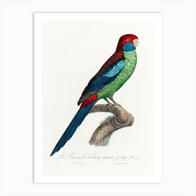 Broad Tailed Parrot From Natural History Of Parrots, Francois Levaillant Art Print