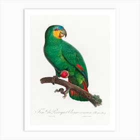 The Orange Winged Amazon From Natural History Of Parrots, Francois Levaillant 1 Art Print