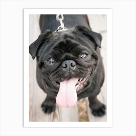 Black Pug Dog Art Print