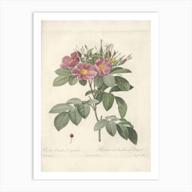 Rose Illustration, Pierre Joseph Redoute(102) Art Print