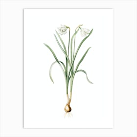 Vintage Narcissus Candidissimus Botanical Illustration on Pure White Art Print