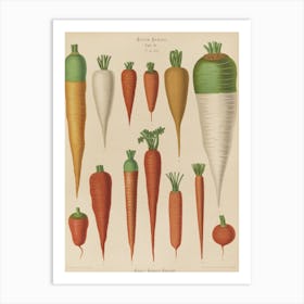 Carrots Art Print