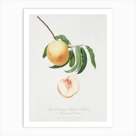 Duracina Peach (Persivca Iulodermis) From Pomona Italiana (1817 1839), Giorgio Gallesio Art Print