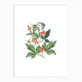 Vintage Red Loasa Flower Botanical Illustration on Pure White n.0567 Art Print