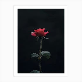 Single Red Rose 16 Art Print