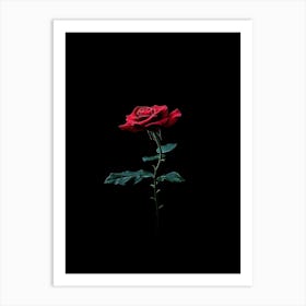 Single Rose On Black Background 30 Art Print