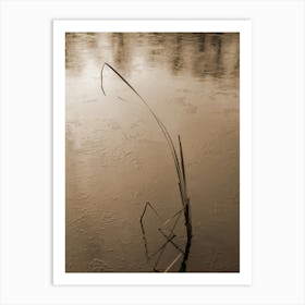 Frozen lake, reed and winter silence Art Print