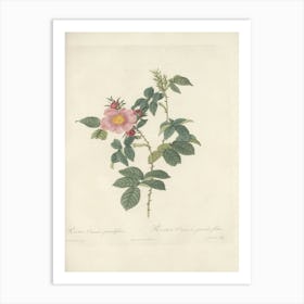 Rose Illustration, Pierre Joseph Redoute, Pierre Joseph Redoute(127) Art Print