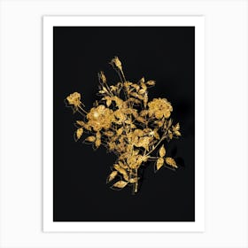 Vintage Dwarf Rosebush Botanical in Gold on Black Art Print