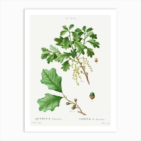 Bear Oak, Pierre Joseph Redoute Art Print