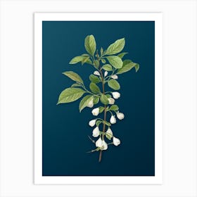 Vintage Mountain Silverbell Botanical Art on Teal Blue n.0401 Art Print