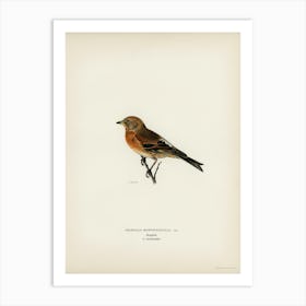 Brambling (Fringilla Montifringilla), The Von Wright Brothers Art Print