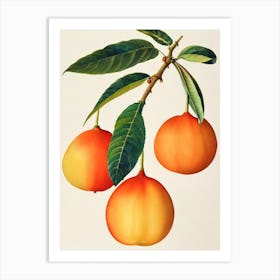 Loquat Watercolour Fruit Painting Fruit Art Print