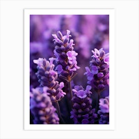 Lavender Flowers Art Print