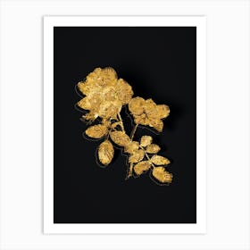 Vintage Sweetbriar Rose Botanical in Gold on Black n.0434 Art Print