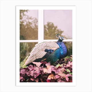 Purple Peacock Art Print